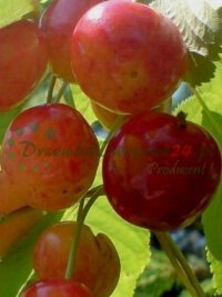 Fruktträd frukt plantor buskar partihandel detaljhandel med växter Polen