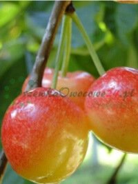 Fruktträd frukt plantor buskar partihandel detaljhandel med växter Polen